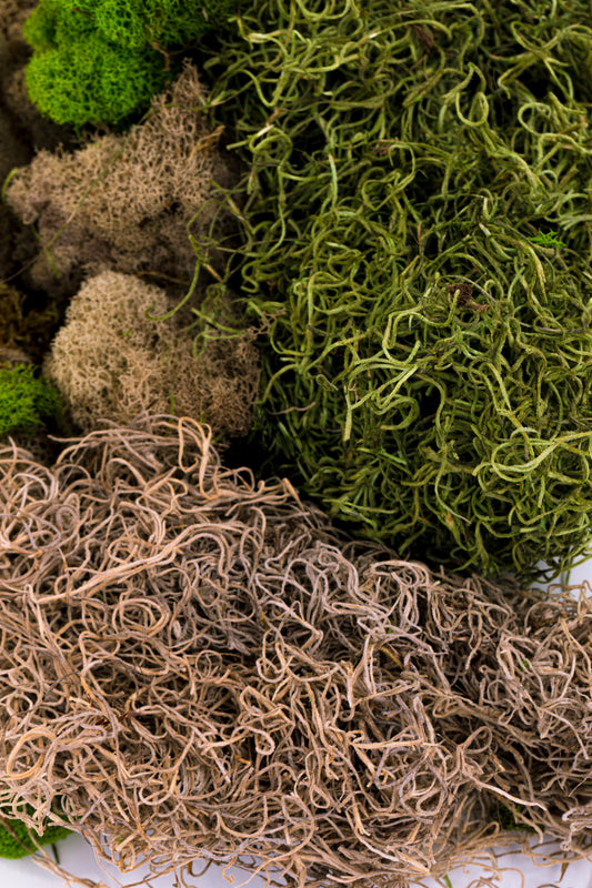 Mixed Mosses Assortment