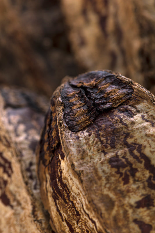 Mahogany Pod/Stem Natural