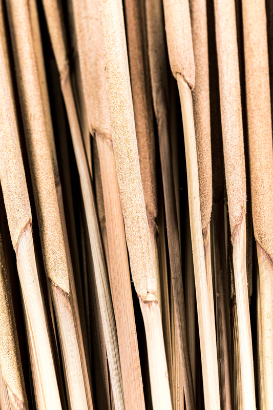 Pencil Cattails Light