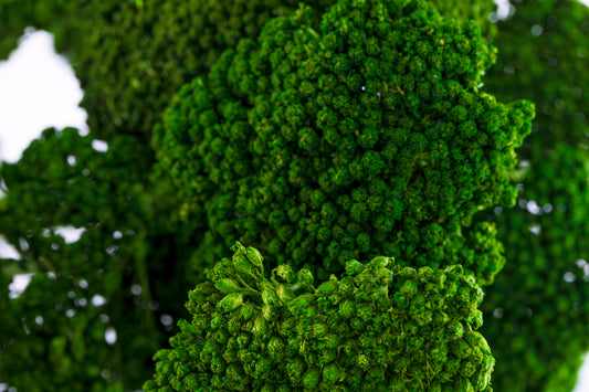 Yarrow Spring Green