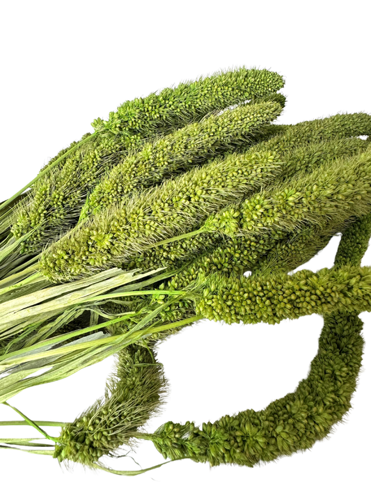 China Millet Spring Green