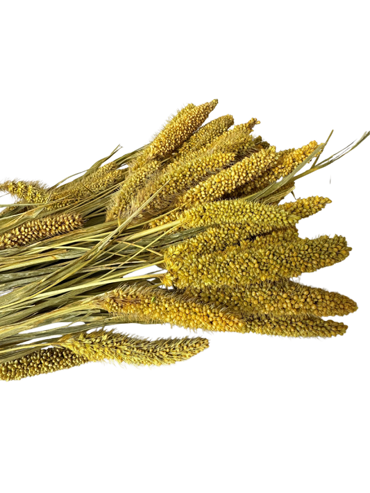 China Millet Goldenrod