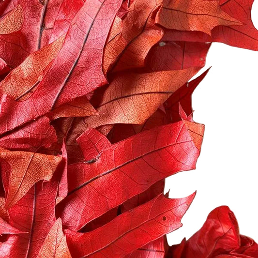 Transparent Oak 1 lb