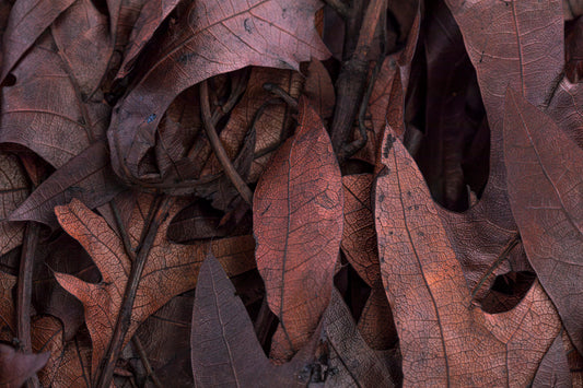 Transparent Oak 1 lb