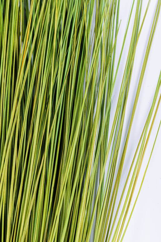 Fountain Grass 48"