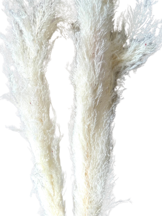 Pampas Grass 40" Bleach White