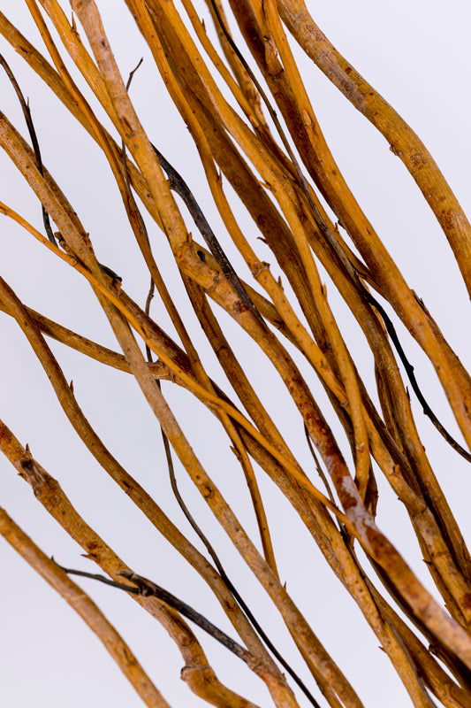 Curly Willow 3-5' Natural
