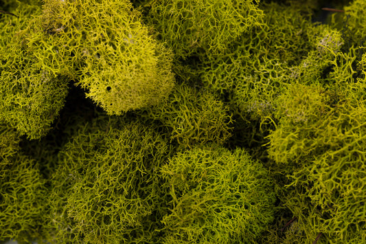 Reindeer Moss 4-oz