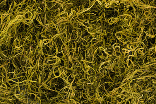 Spanish Moss 1 lb