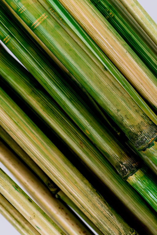 River Cane 3.5' Green