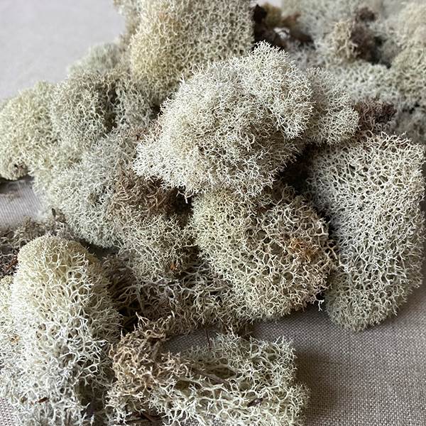 Reindeer Moss Sping Green 3lb bulk