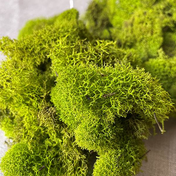 Super Moss 21669 Reindeer Moss Preserved, Chartreuse, 8oz (200