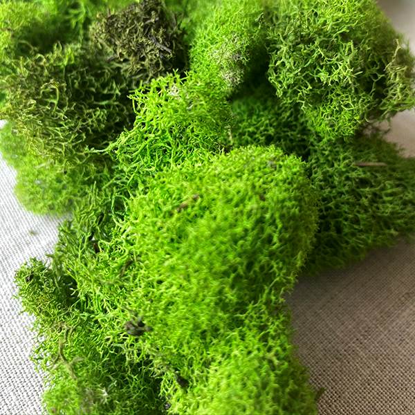 Decorative Moss Mat Real Spanish Moss - Wholesale Flowers and Supplies