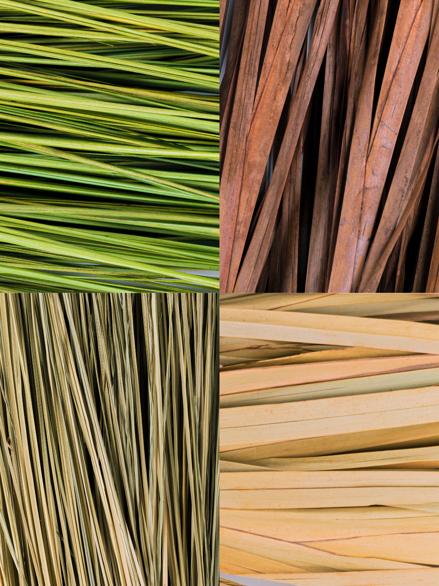 Grasses