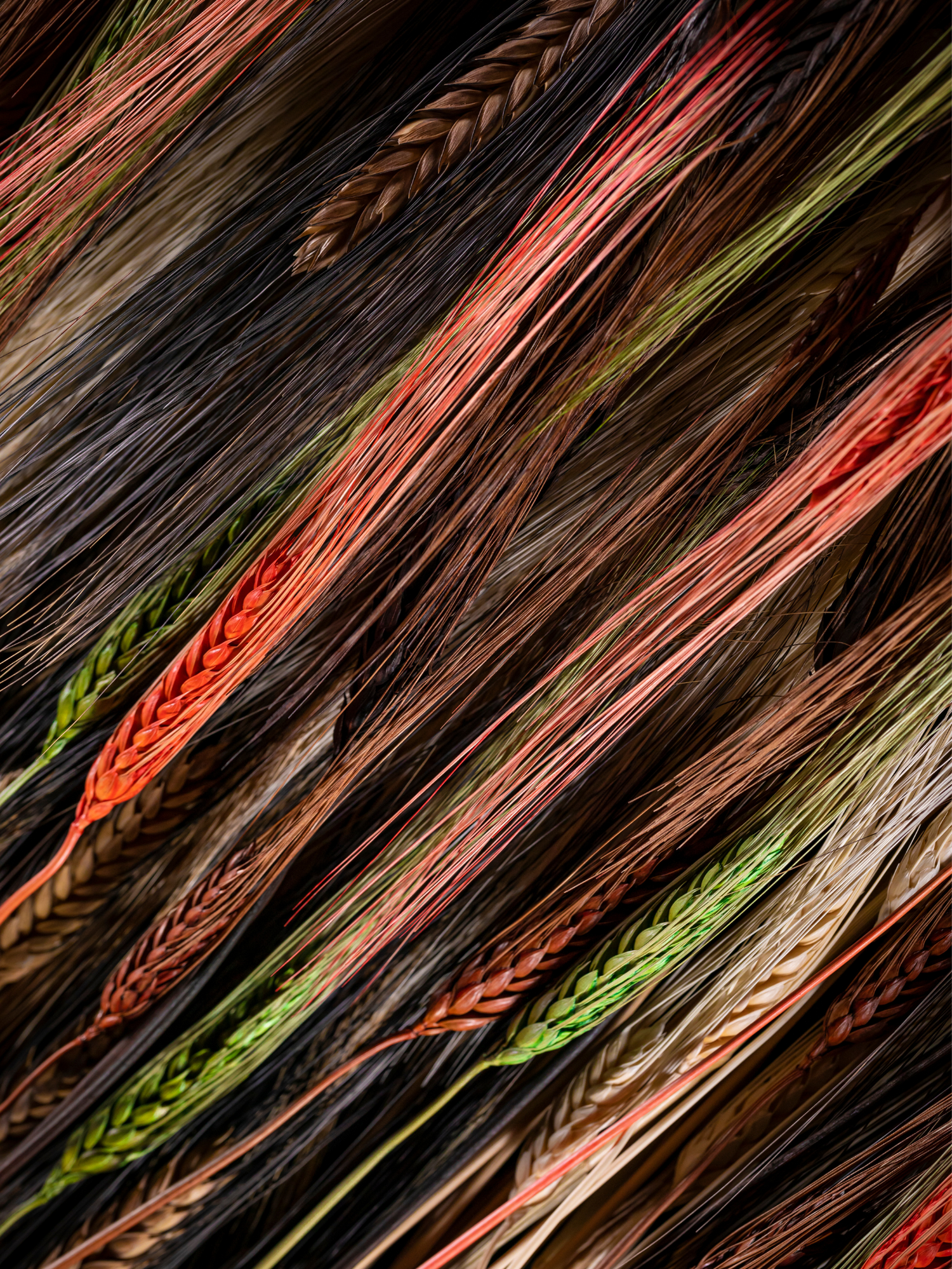 Wheat & Grains