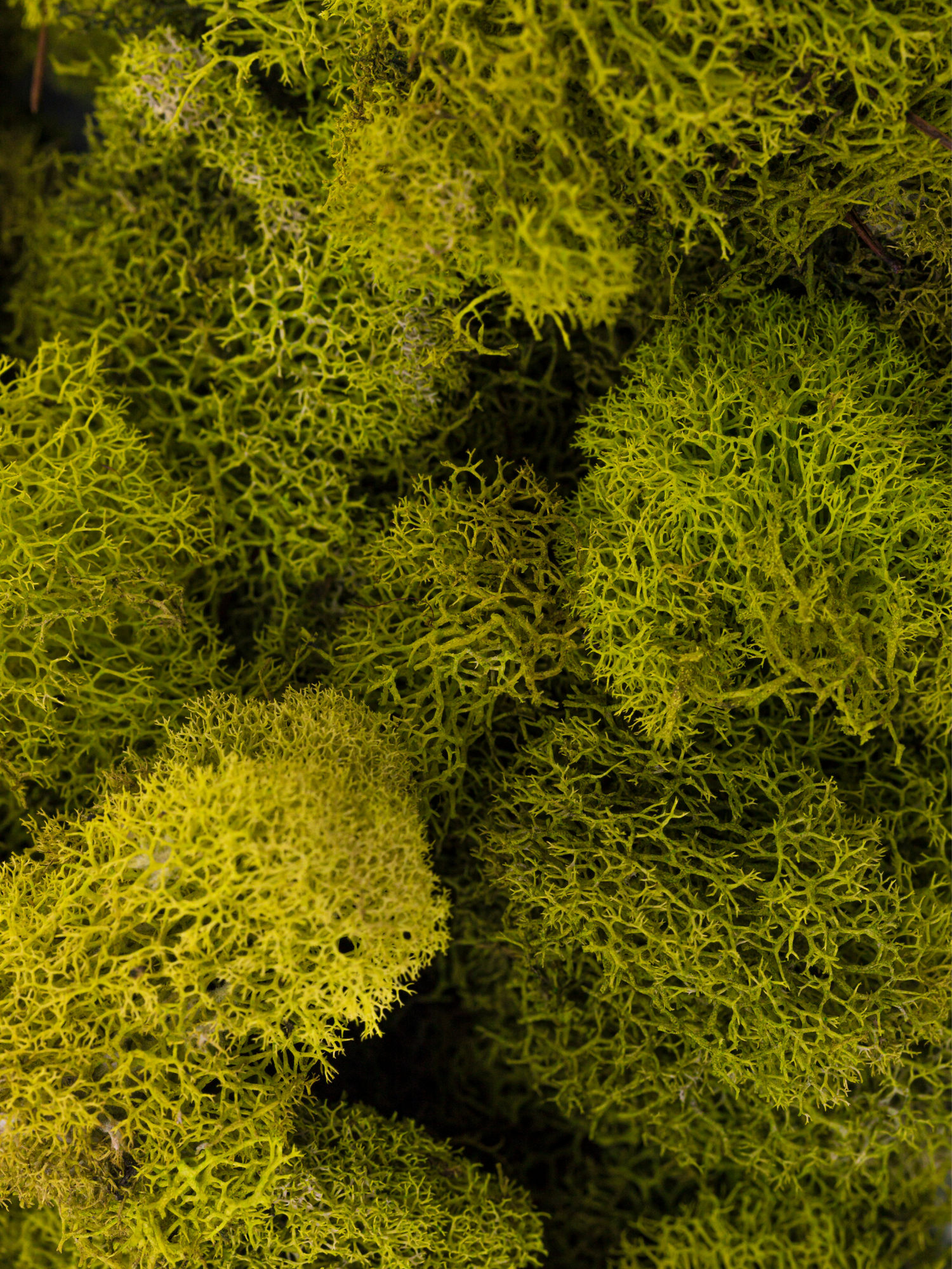 Mosses