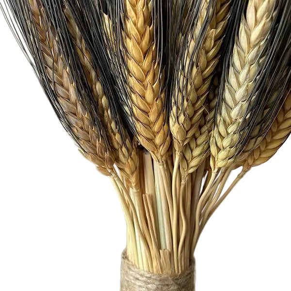 Black Beard Wheat Small Stack, 15"