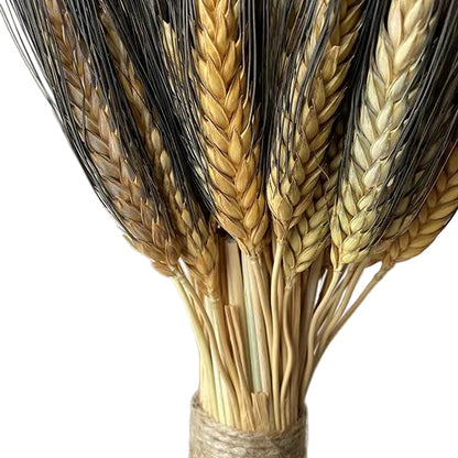 Black Beard Wheat Small Stack, 15"