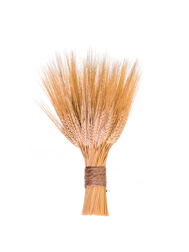 Triticum Wheat Small Stack, 15"