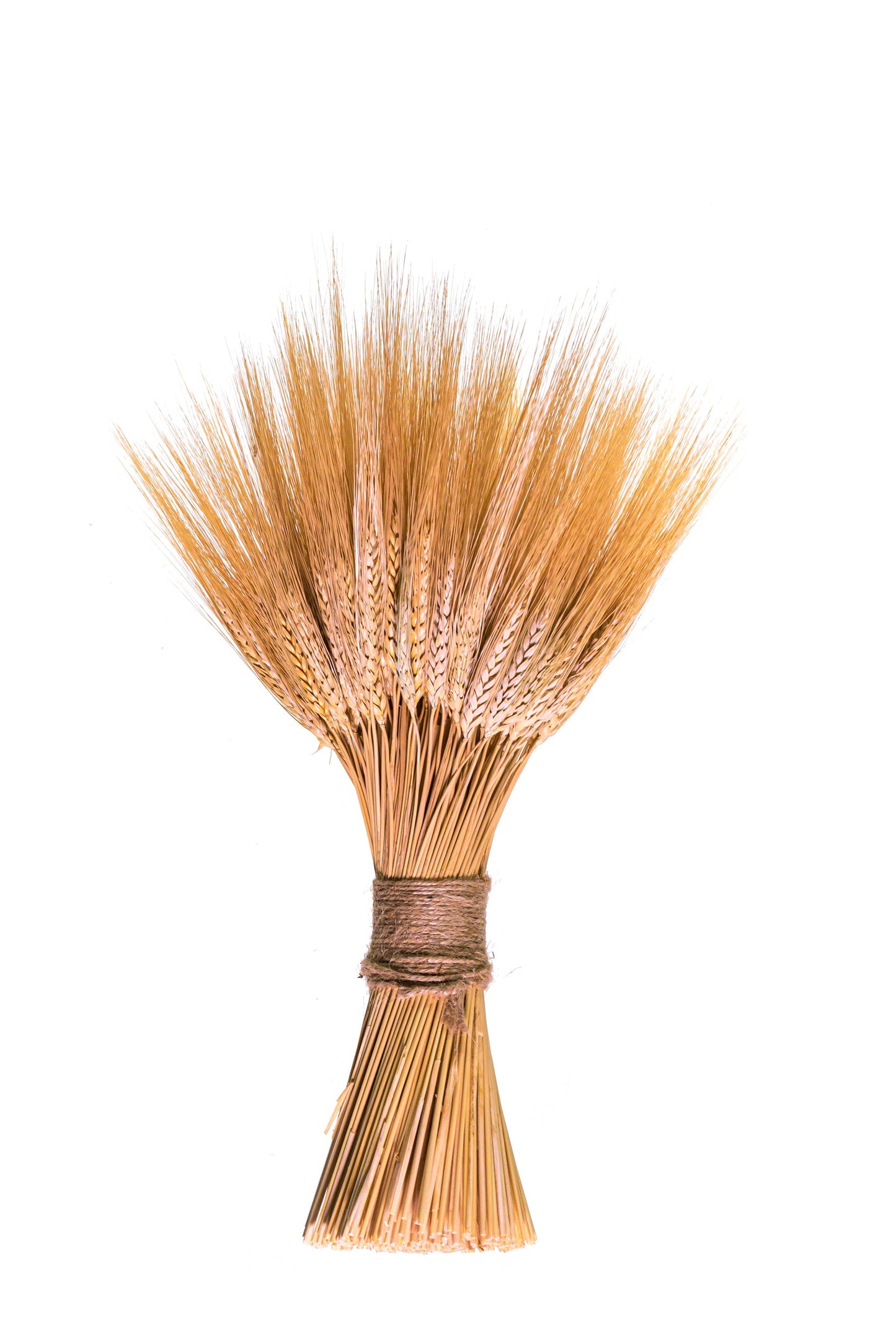 Bouquet of dried wheat stalks tied with twine on a white background