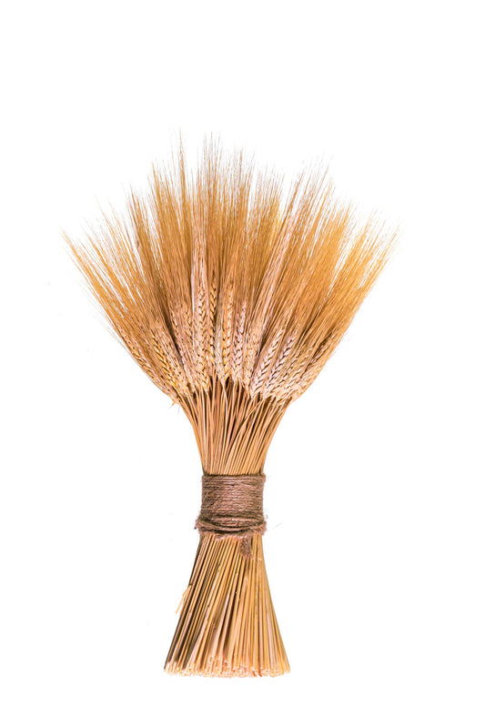 Bouquet of dried wheat stalks tied with twine on a white background