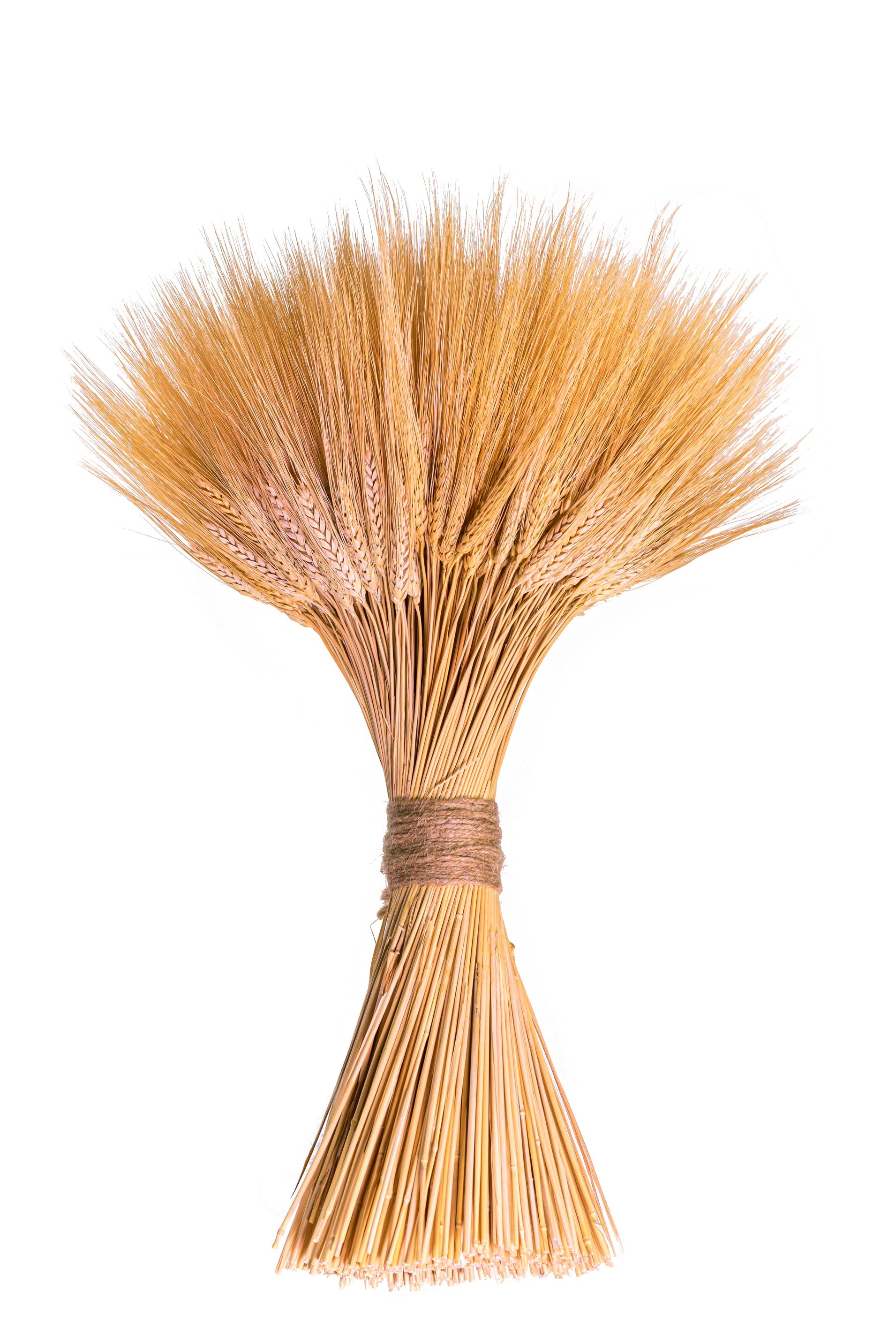 Bunch of dried wheat stalks tied together on a white background