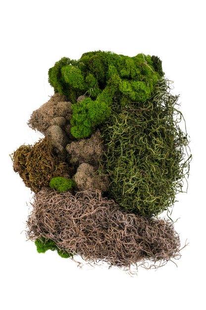 Mixed Mosses Assortment