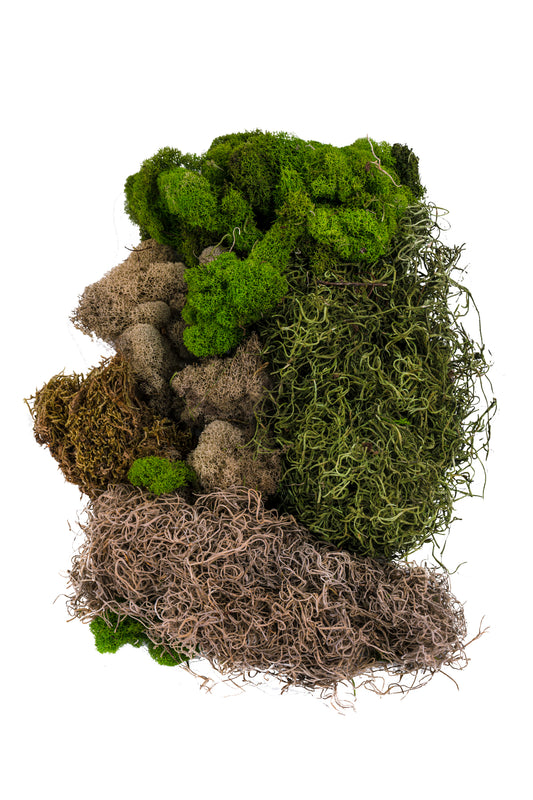 Mixed Mosses Assortment