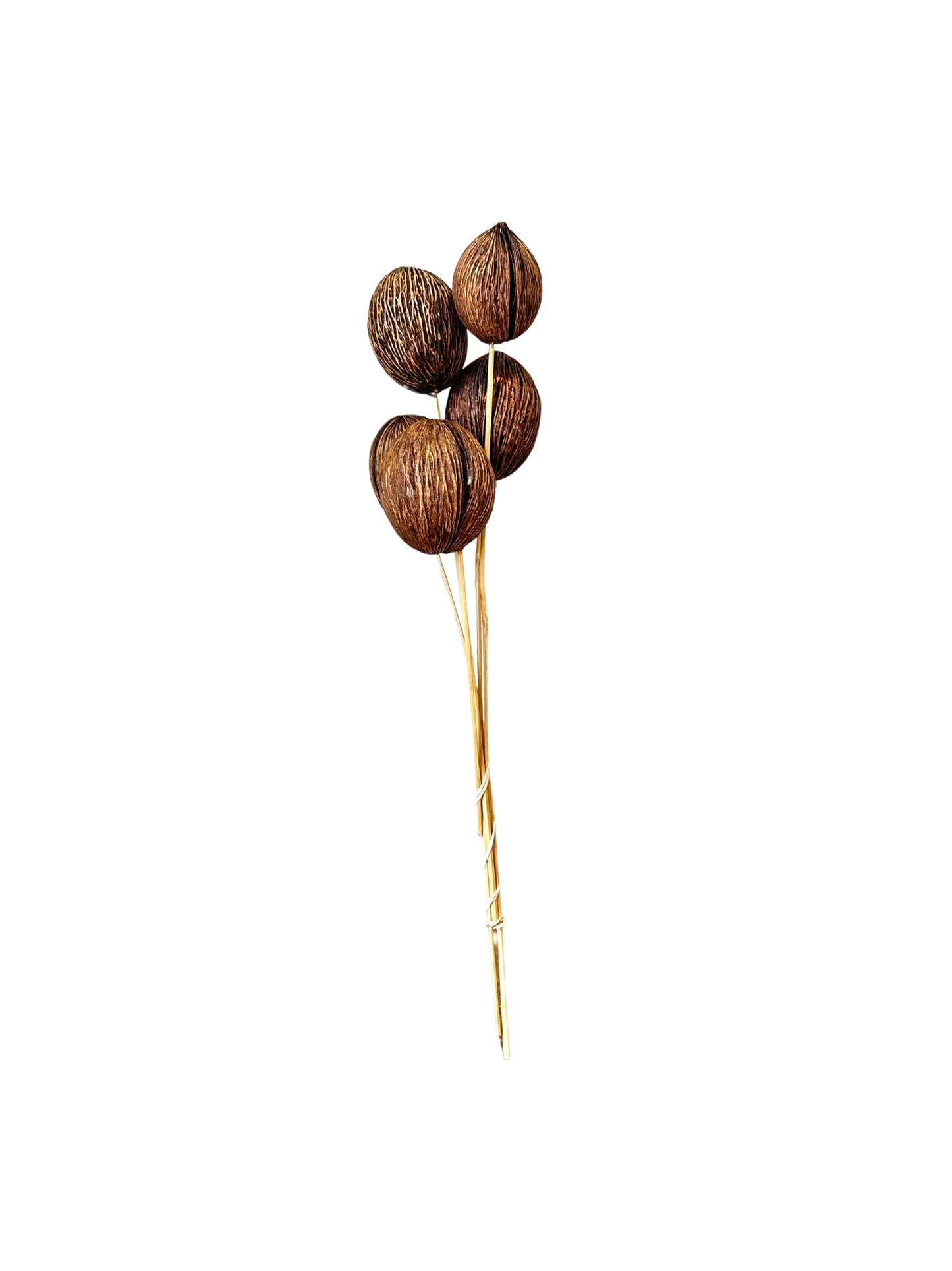 Mintolla Pod on Stem