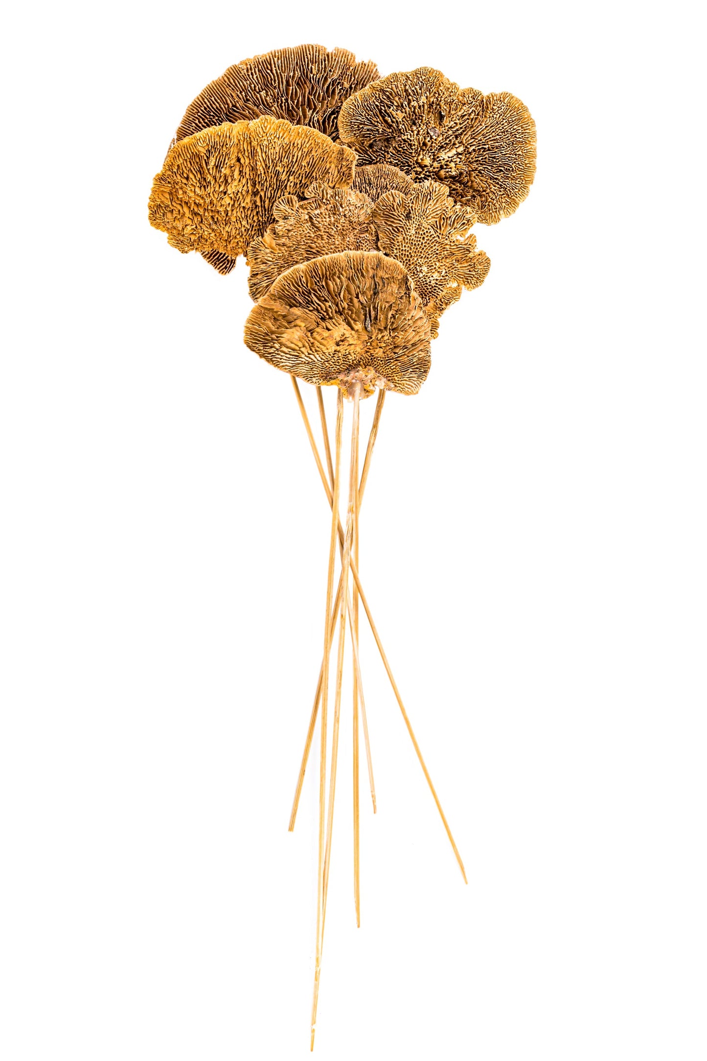 Sponge Mushroom/Stem Natural