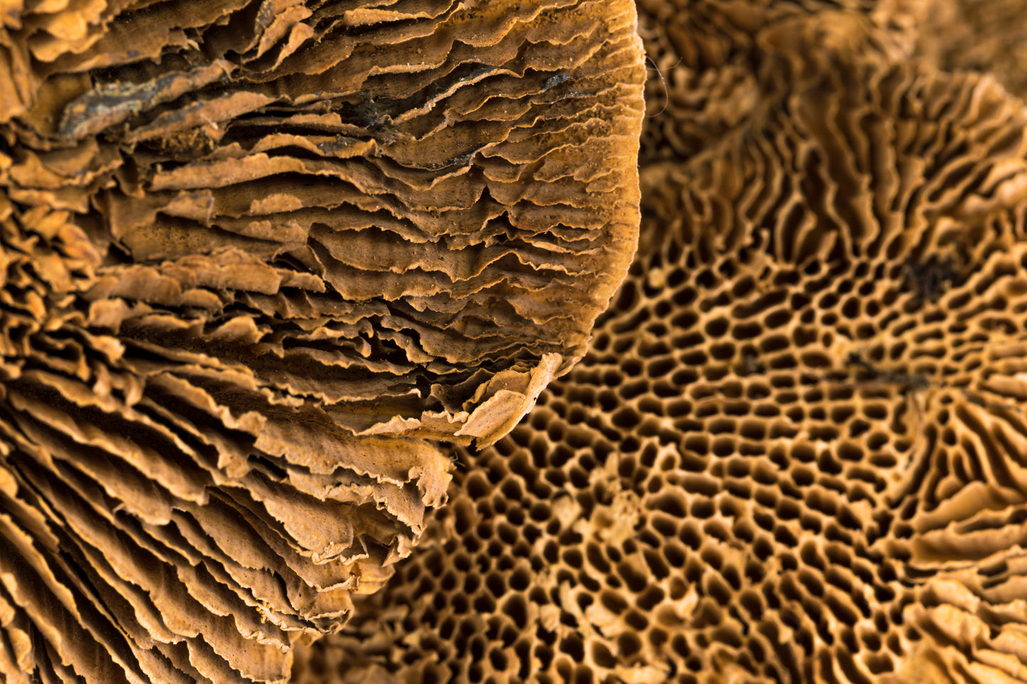 Sponge Mushroom/Stem Natural