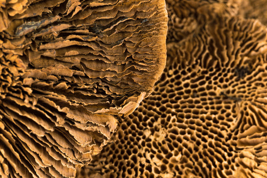 Sponge Mushroom/Stem Natural
