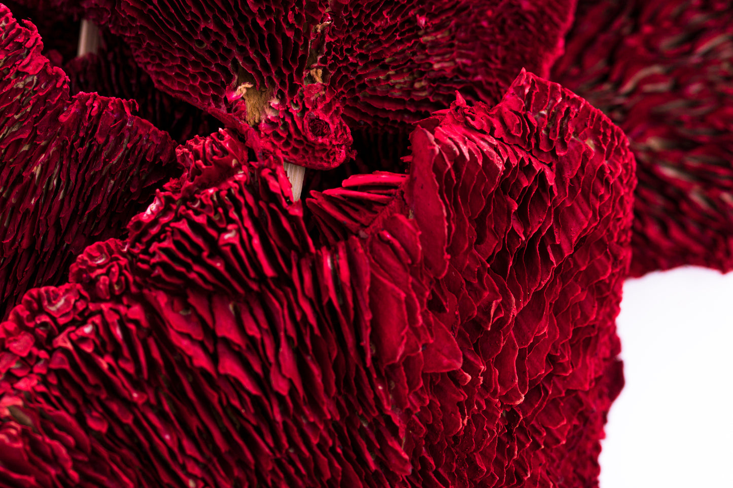 Sponge Mushroom/Stem Red
