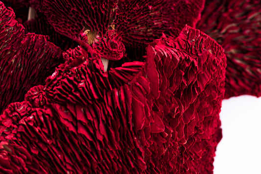 Sponge Mushroom/Stem Red