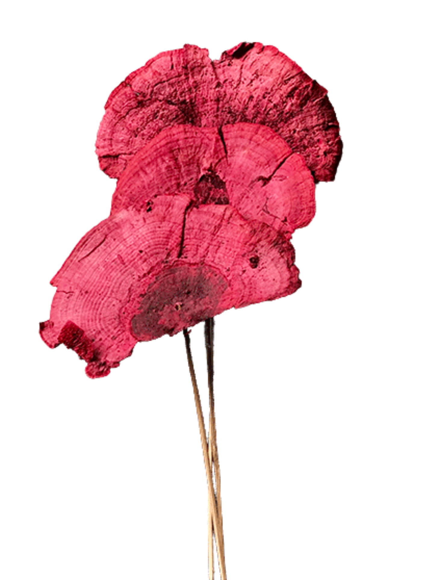 Sponge Mushroom/Stem Red