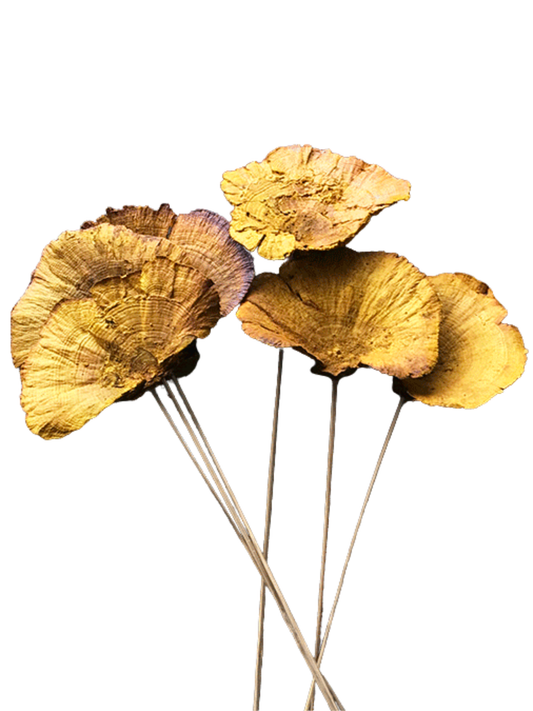 Sponge Mushroom/Stem Goldenrod