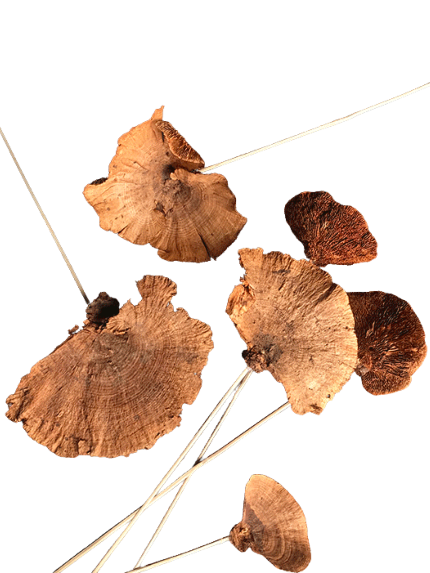 Sponge Mushroom/Stem Honey Brown