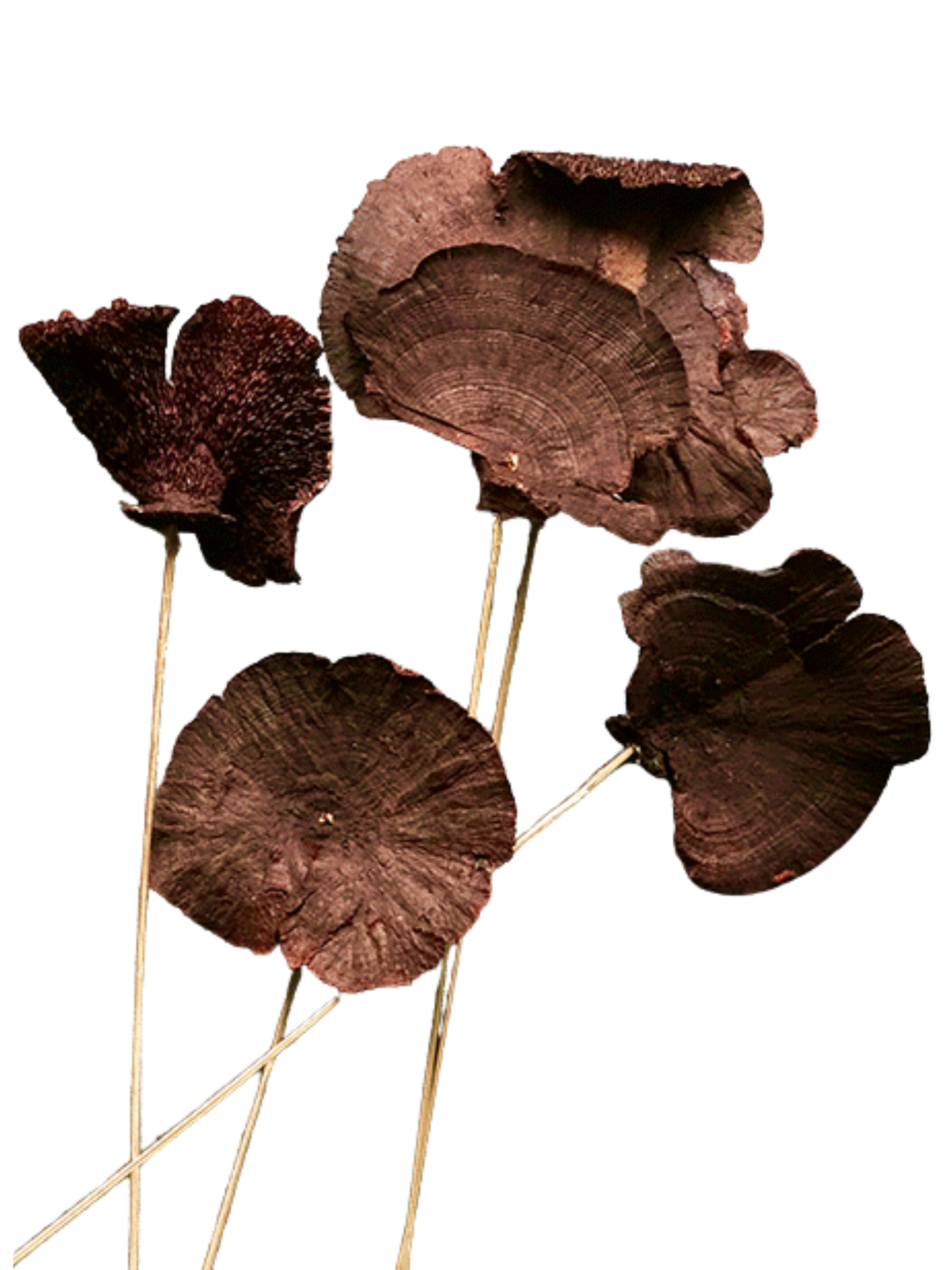 Sponge Mushroom/Stem Blackberry