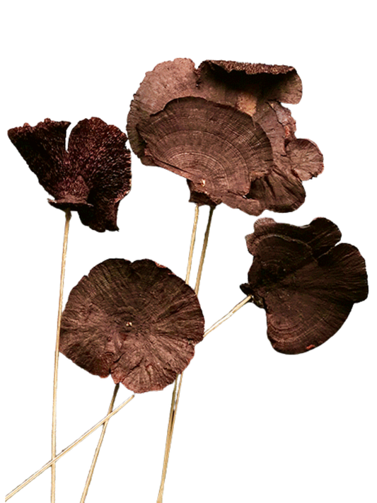 Sponge Mushroom/Stem Blackberry