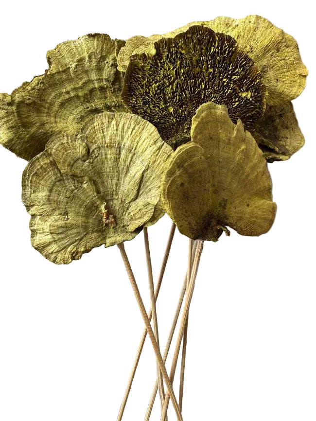 Sponge Mushroom/Stem Spring Green