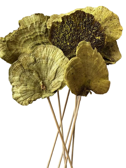 Sponge Mushroom/Stem Spring Green