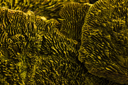 Sponge Mushroom/Stem Spring Green