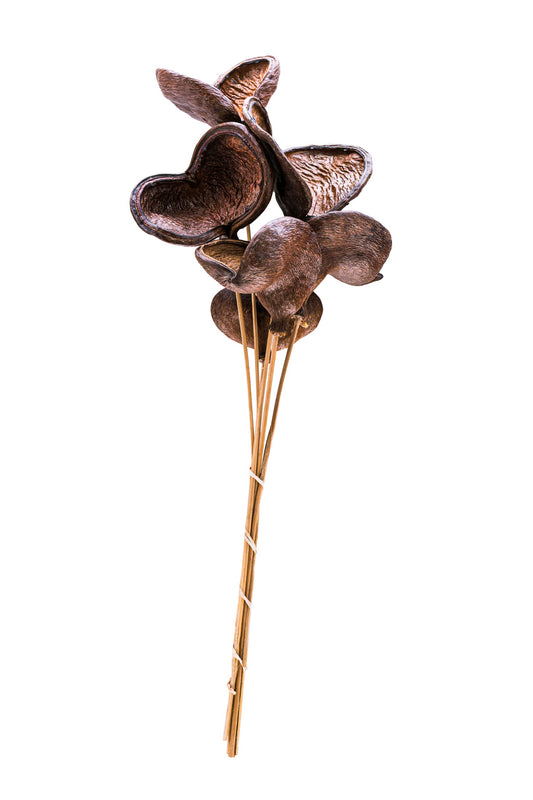Badam Nut/Stem Varnished