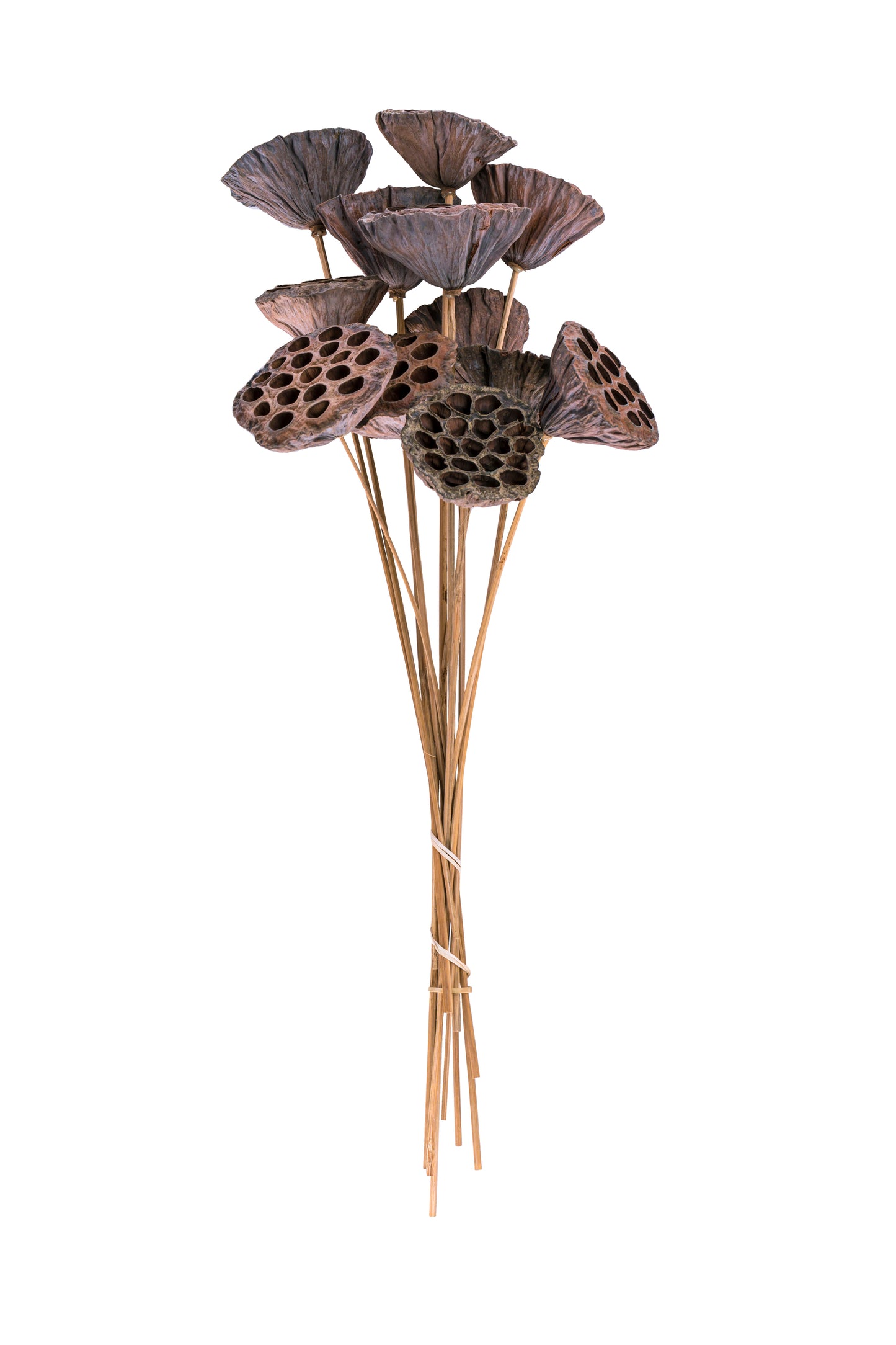 Lotus Pod/Stem Natural Bunch 12 pc