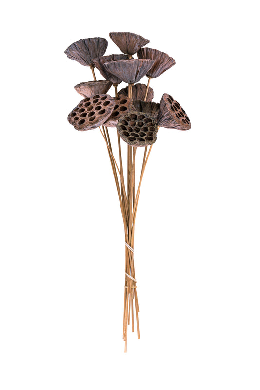 Lotus Pod/Stem Natural Bunch 12 pc