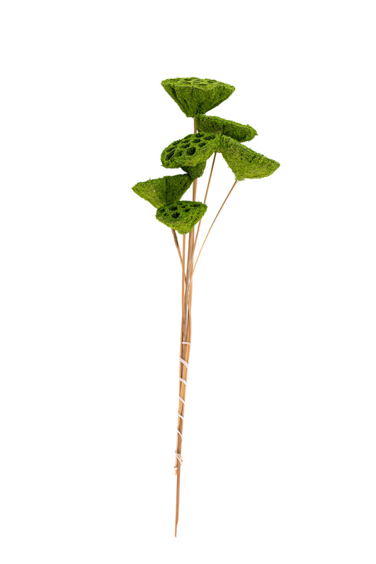 Lotus Pod/Stem Mosscoat