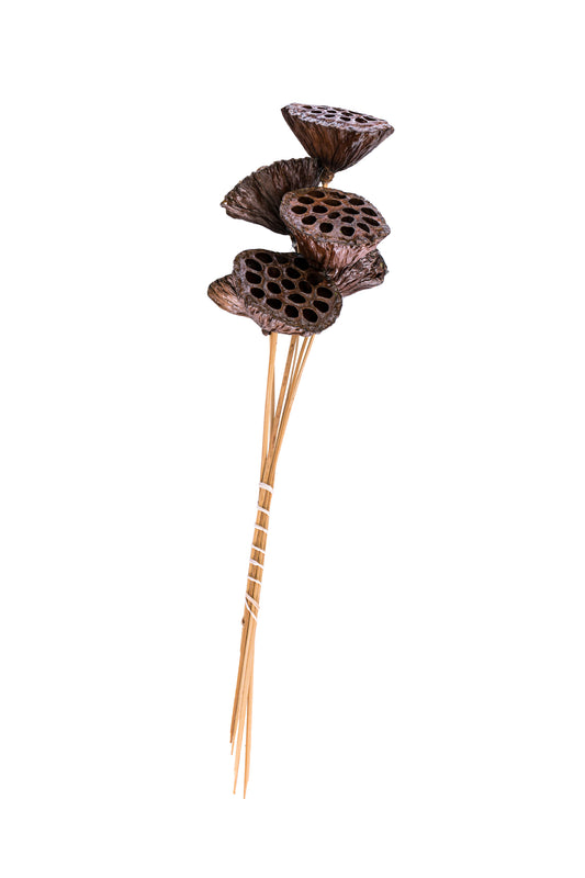 Lotus Pod/Stem Polished