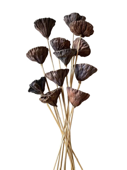 Lotus Pod Mini/Stem Natural