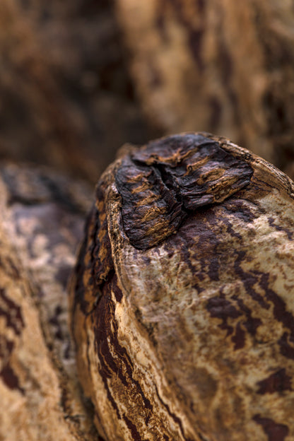 Mahogany Pod/Stem Natural