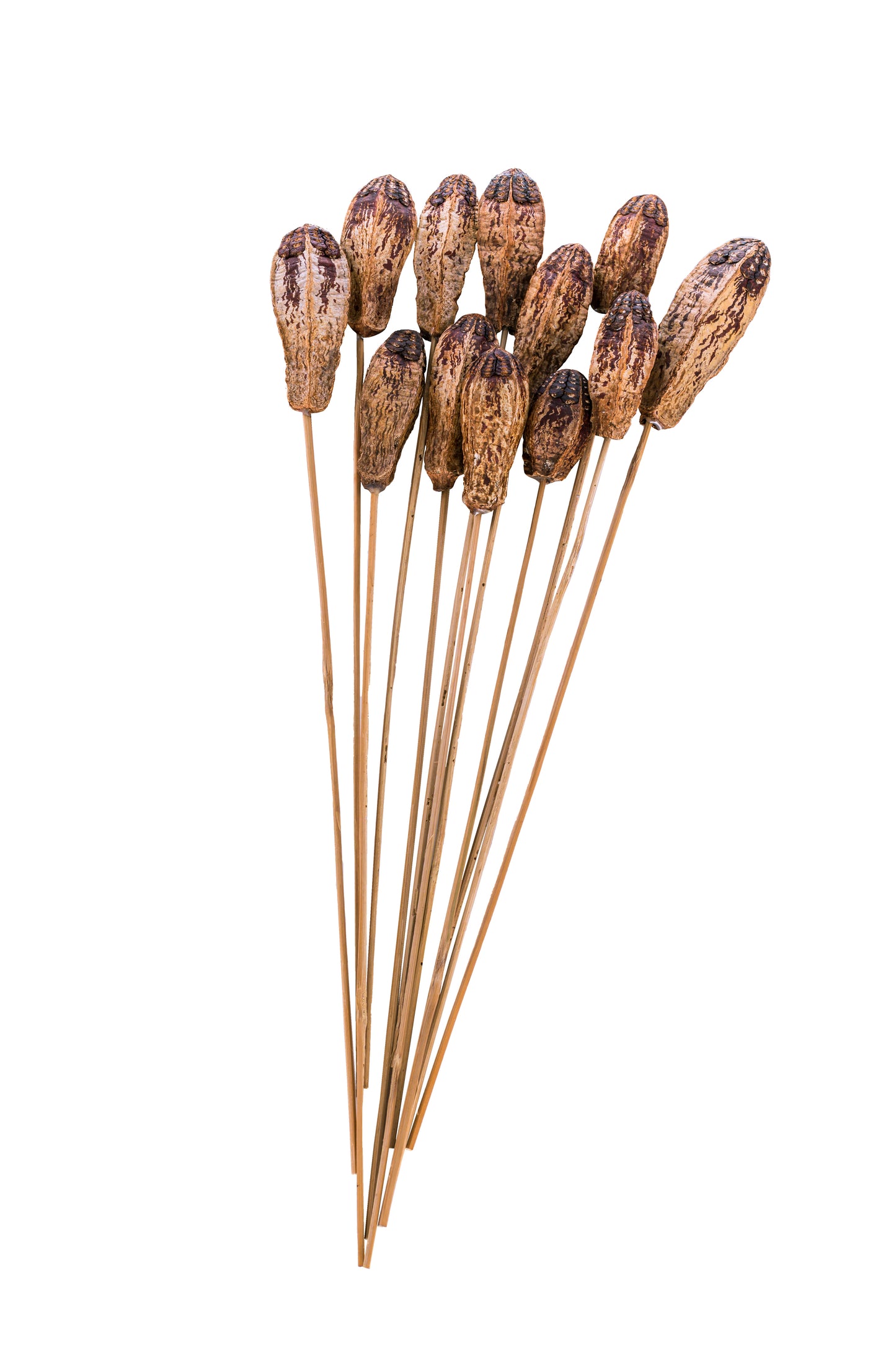 Mahogany Pod/Stem Natural